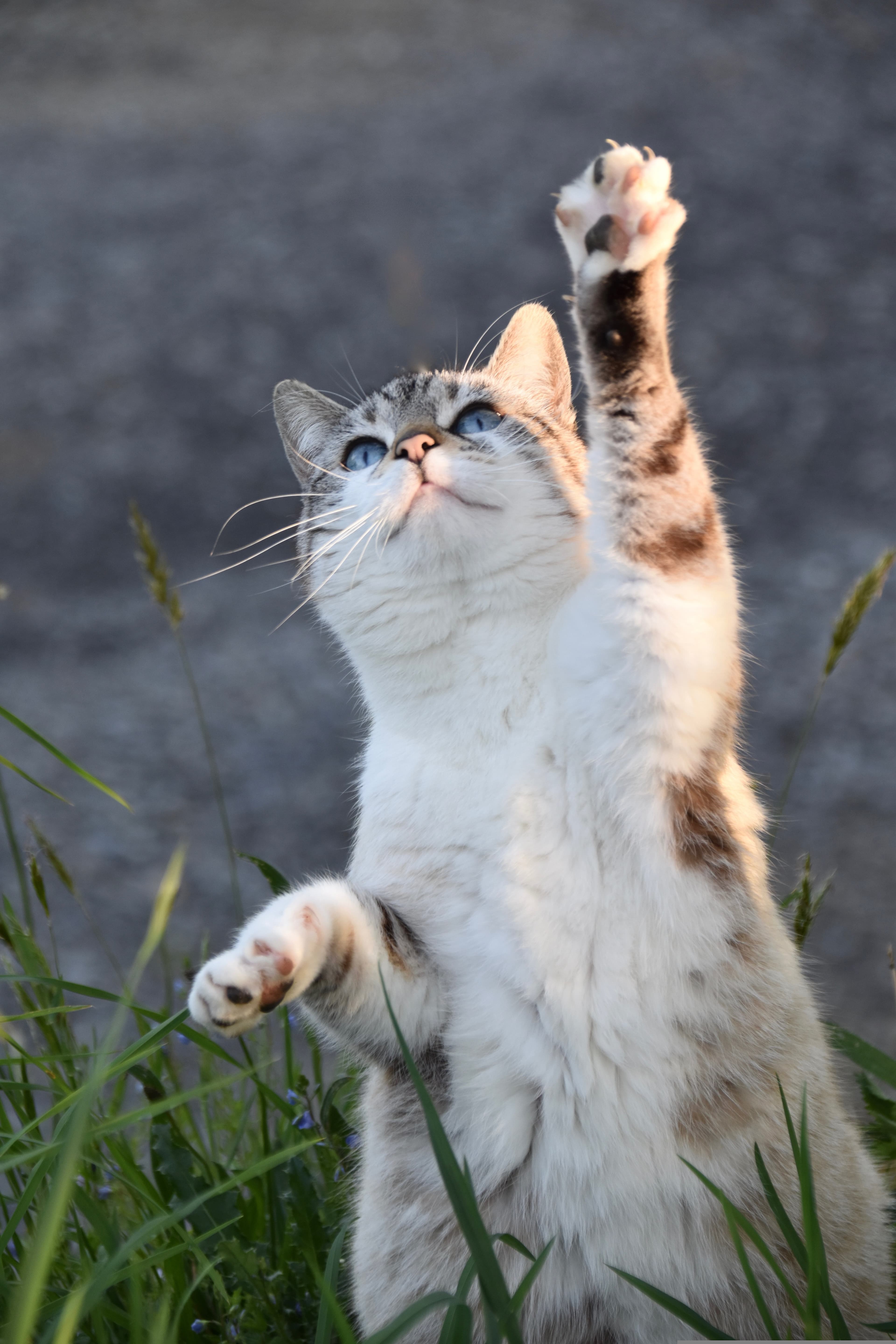 A cat eating food happily