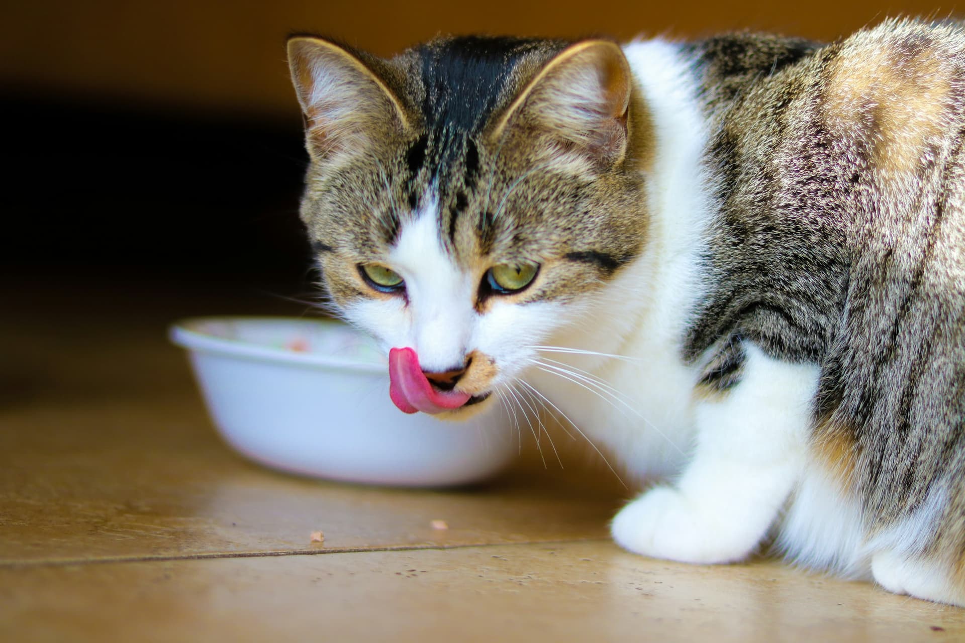 Fcat Fcod Why Halal Pet Food? | Hurayra Pet Foods UAE | Hurayra.ae